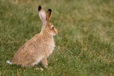 Hase - &#11612;&#11568;&#11618;&#11568;&#11604;&#11621;&#11593;&#11621;&#11612; -  tayarzizt -.jpg