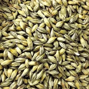 orge-commune-hordeum-vulgare.jpg