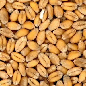 grains-de-ble-20-kg-31.jpg