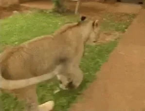 tenor.gif