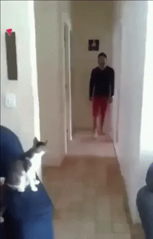 RwItDjWnGCDVmQEeF7.gif