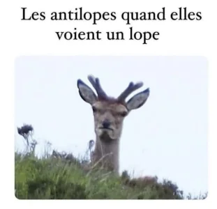 CC4C7659-3666-4B0D-82DE-C2AB4BEFEFF1.jpeg