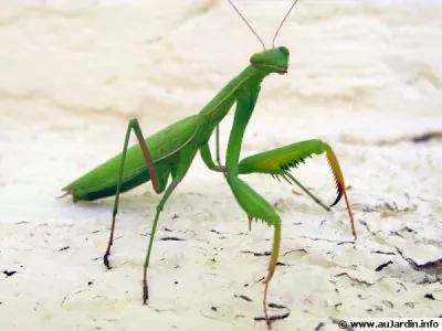 mantis-religiosa-600x450.jpg