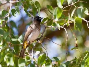bulbul_des_jardins - a&#611;yut n tazart - &#11568;&#11606;&#11618;&#11603;&#11597; &#11599; &#1.jpg