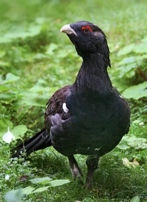 aya&#7827;i&#7693; n terbibit.jpg