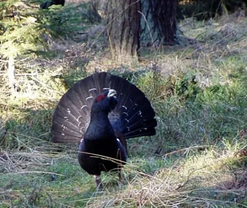 Capercaillie_Lomvi.jpg