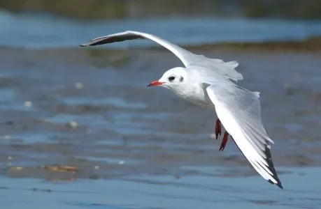mouette_rieuse.jpg