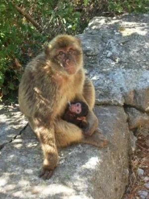 az&#611;&#7693;u&#7693; &#11568;&#11619;&#11606;&#11577;&#11603;&#11577; macaque Bérbère.jpg