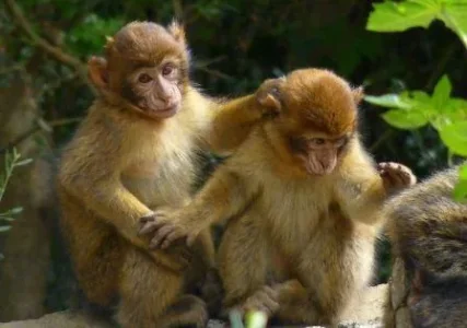Macaque Bèrbère &#11568;&#11619;&#11606;&#11577;&#11603;&#11577; az&#611;&#7693;u&#7693;.jpg