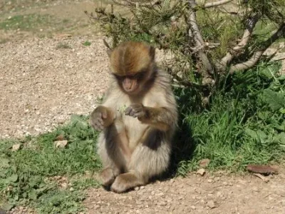 Macaca_sylvanus_on_the_way_to_Azrou.jpg