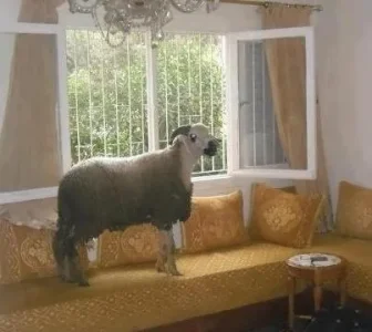 Mouton chambre.jpg