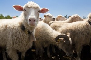 7445382-ferme-d-39-elevage--troupeau-de-moutons.jpg
