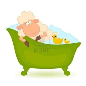 7977005-mouton-dans-la-baignoire-est-isole-sur-fond-blanc.jpg