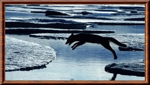 Renard -bleu 2.jpg