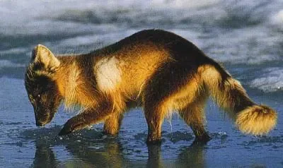 Isatis - Renard bleu.jpg