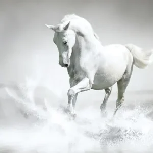 horses.jpg