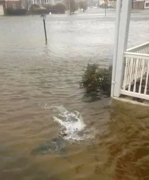 requins-news-york.jpg