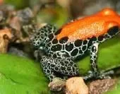 frog.jpg