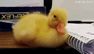 photofunky.gif