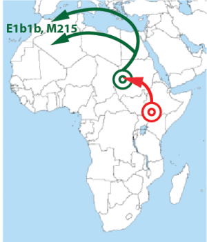 Ancient+migration+routes+of+Haplogroup+E1b1b.png