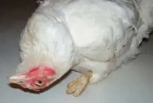poule-cou-envers.jpg