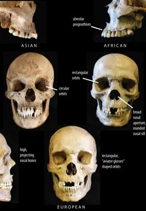 race_cranial_features_2010-1.jpg