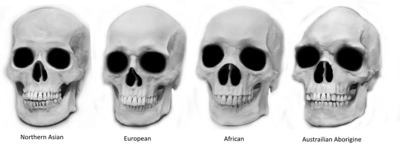 crânes-races-hommes.jpg