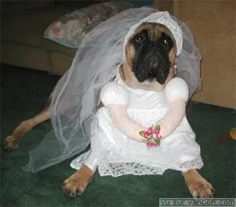 chienne-en-robe.jpg