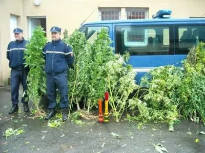 cannabis.jpg