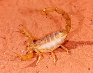 Scorpion jaune.jpg
