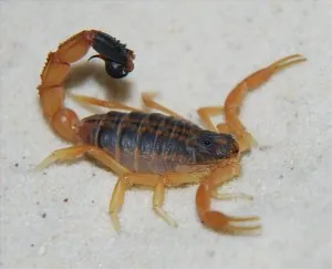 Scorpion jaune 2.jpg