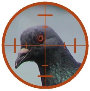 Pigeon.jpg
