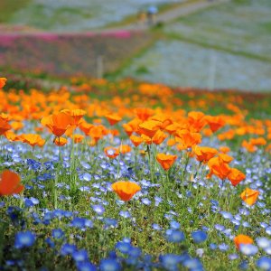 california-poppy-bluebells-meadow-combo.jpg