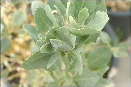 atriplex-halimus.jpg