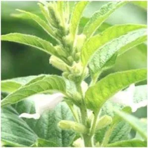 sesame-la-plante.jpg