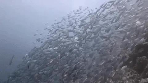 s3QKGElV0Jnkk.gif