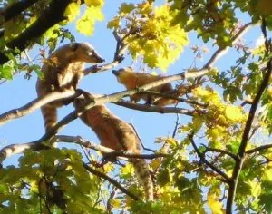 coati3.jpg