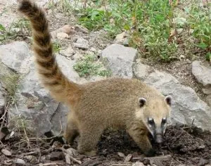 coati5.jpg
