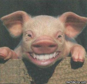 sourire-de-cochon.jpg