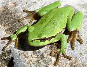 Rainette verte.jpg