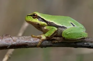Rainette verte 2.jpg