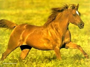 cheval01.jpg