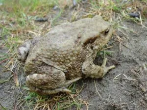 crapaud.jpg