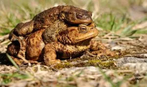 crapaud%20commun-110321-0213x6.jpg