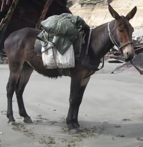 Mule.png