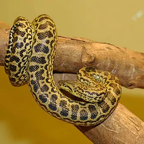 290px-Anaconda_jaune_34.JPG
