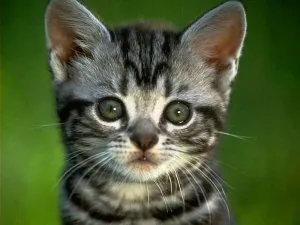 petit-chat-si-mignon-laura107320120415110215.jpg