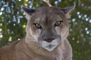 puma-cougar.jpg