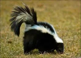 Mr skunk.png