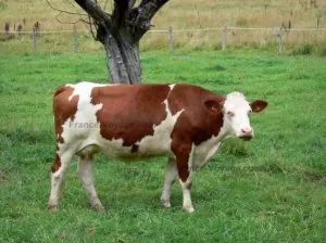 vache-montbeliarde-03.jpg
